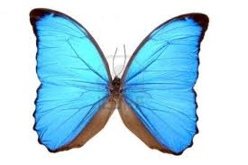 Photo Butterfly blue